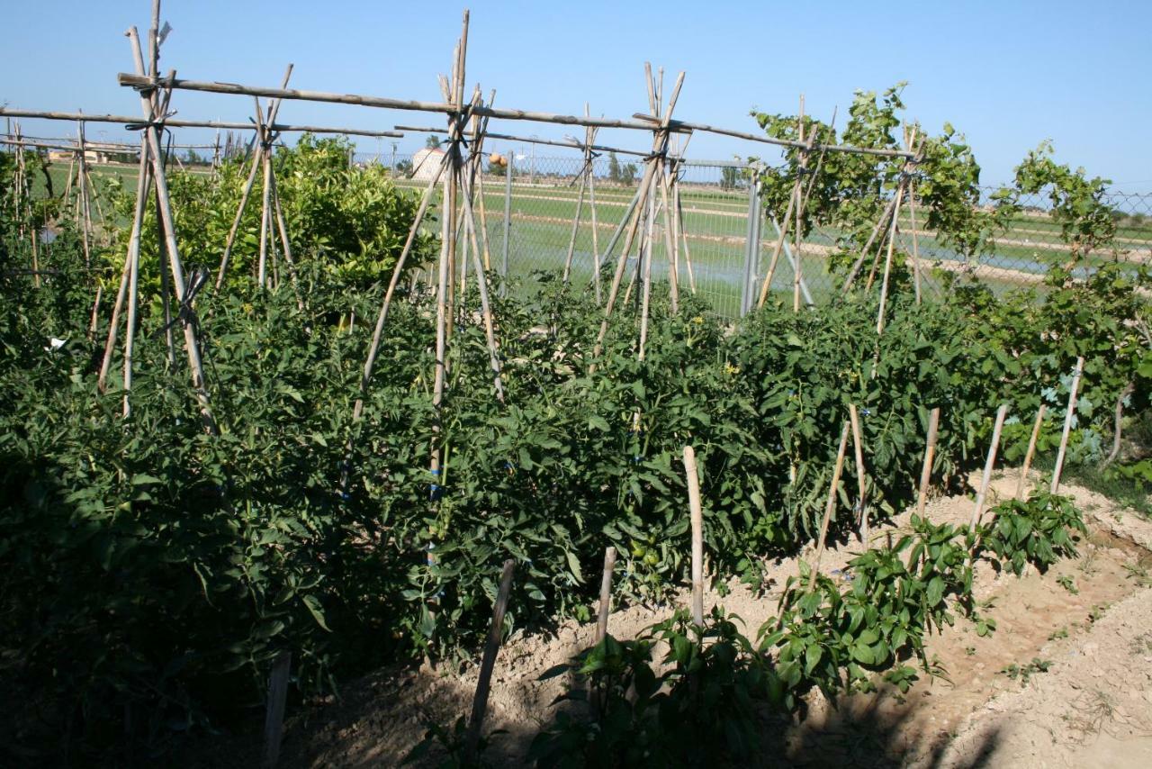 Caseta Del Chato Deltebre Εξωτερικό φωτογραφία